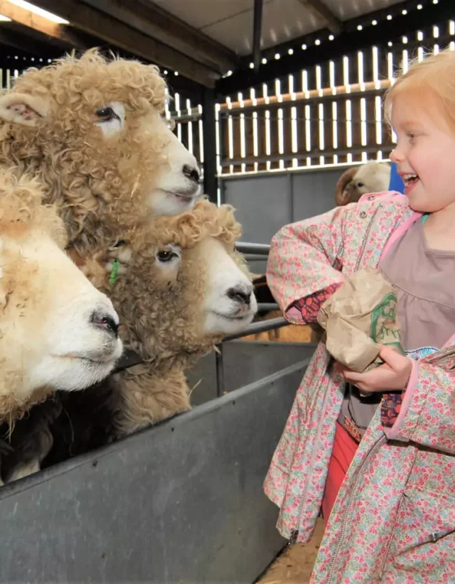 A child hand-feeding sheep in the Animal Barn
