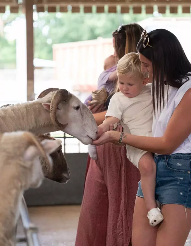 Children hand-feeding animals in the Animal Barn