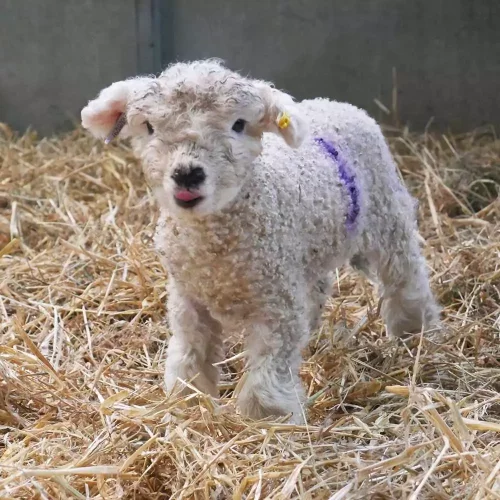 Baby Lambs