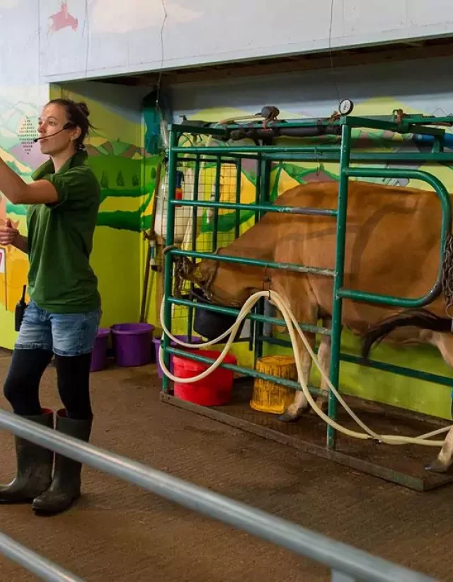 Cow Milking
