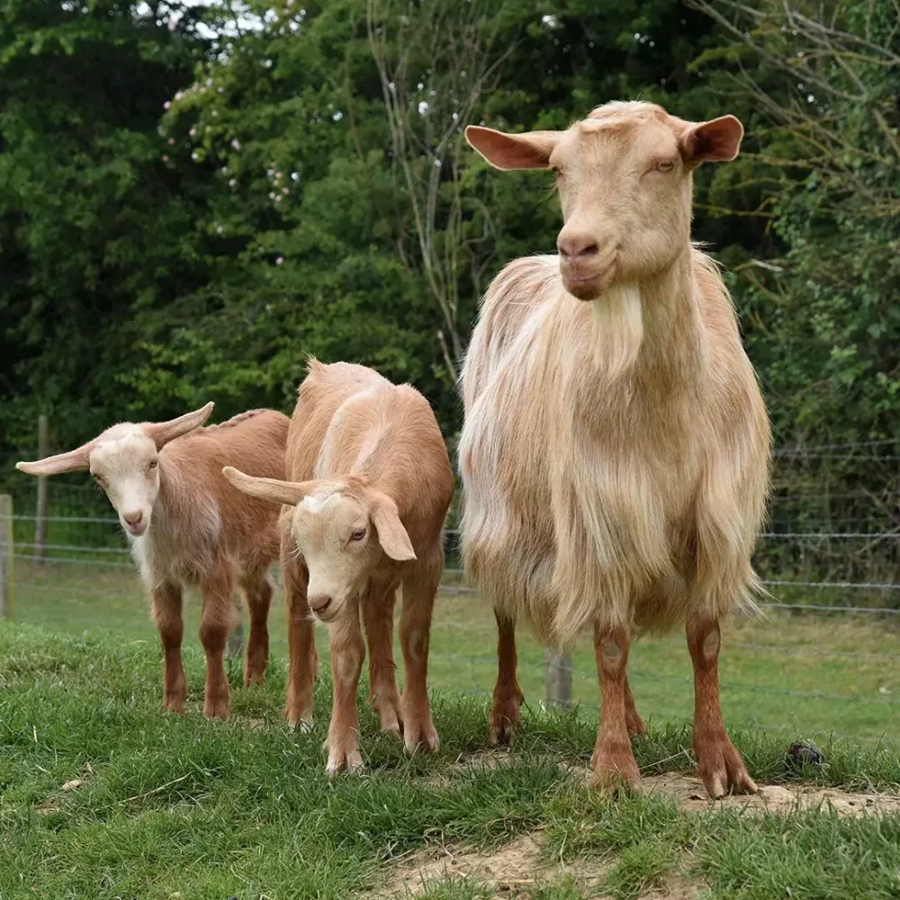 Golden Guernsey goats in a paddock