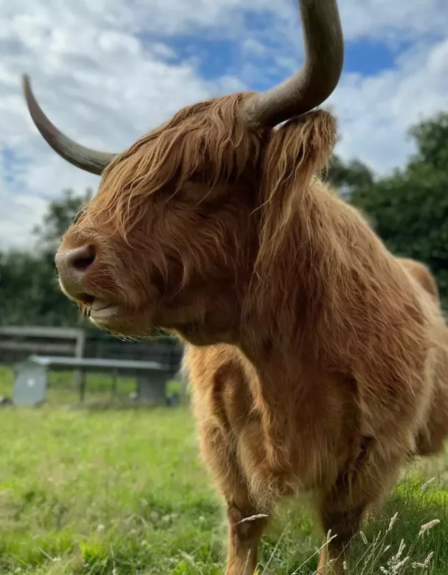 Highland cow at Odds Farm Park