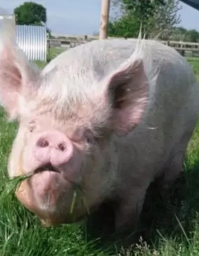 Rare Breed Pig
