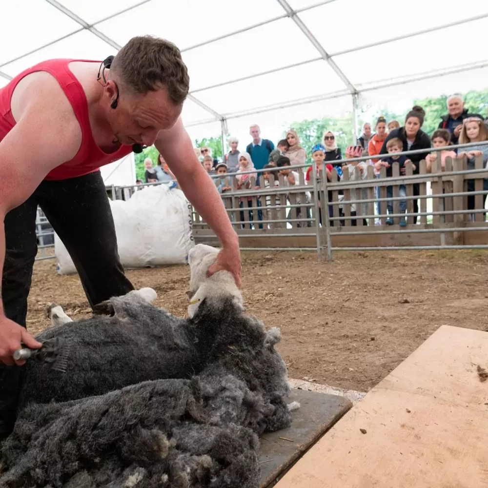 A farmer demonstrating sheep shearing