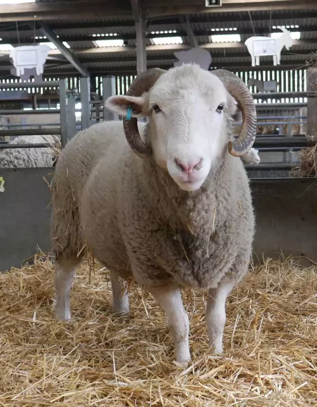 A sheep in the undercover Animal Barn