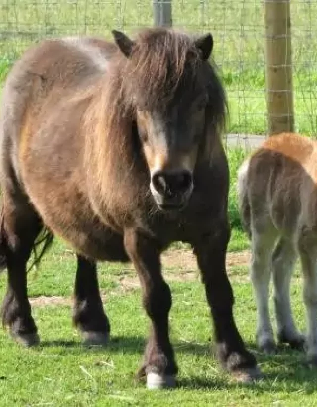 Shetland ponies in a grassy paddock