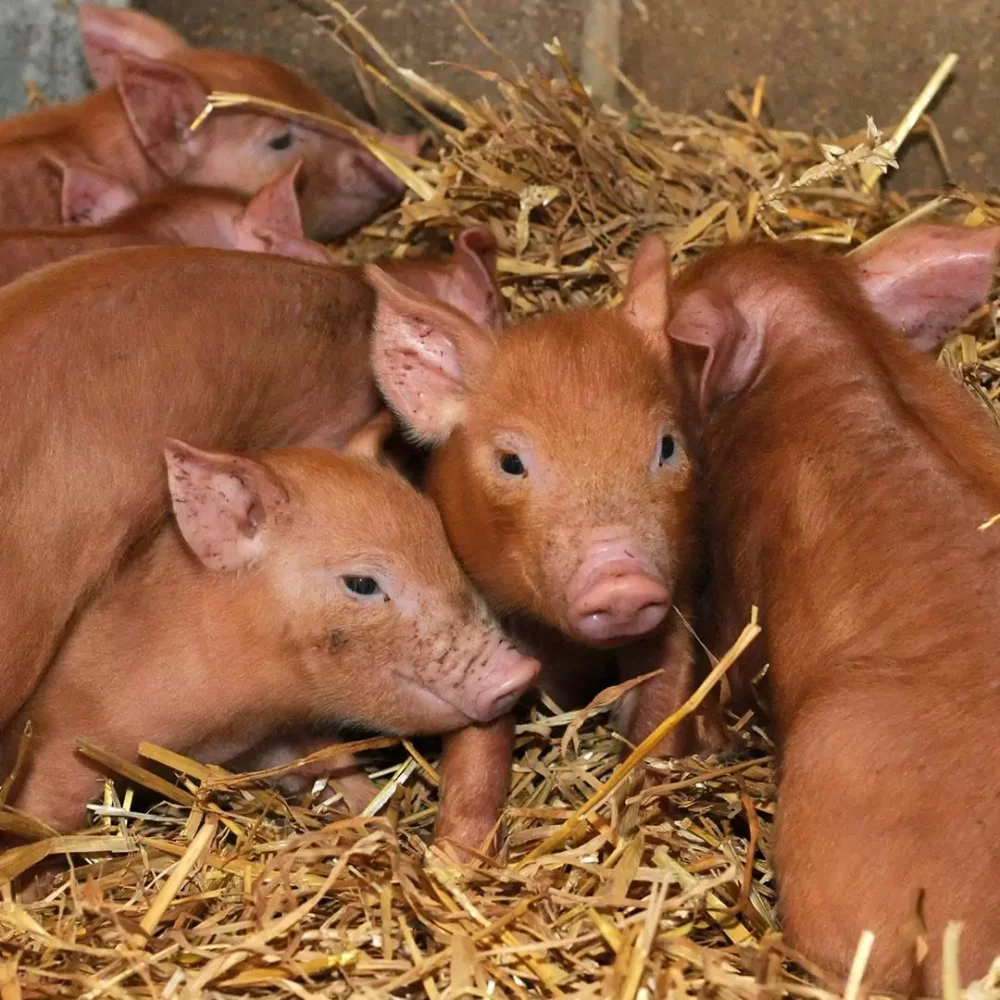 Tamworth piglets resting together
