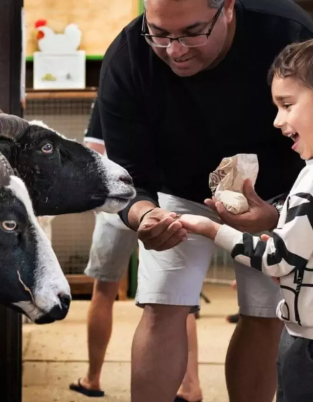 A family feeding sheep in the undercover Animal Barn