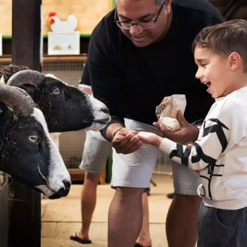 A family feeding sheep in the undercover Animal Barn