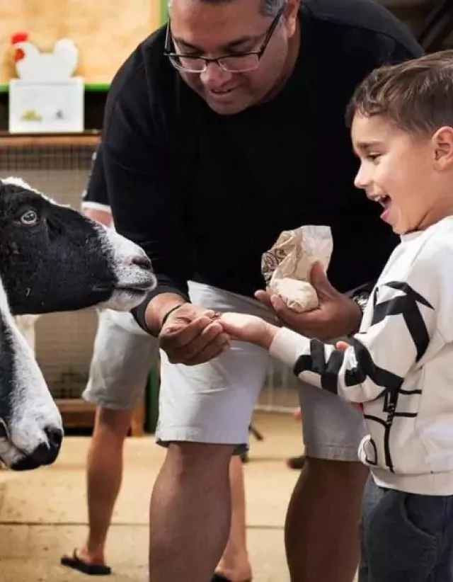 A family hand-feeding sheep in the Animal Barn