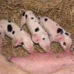 Piglets at Odds Farm