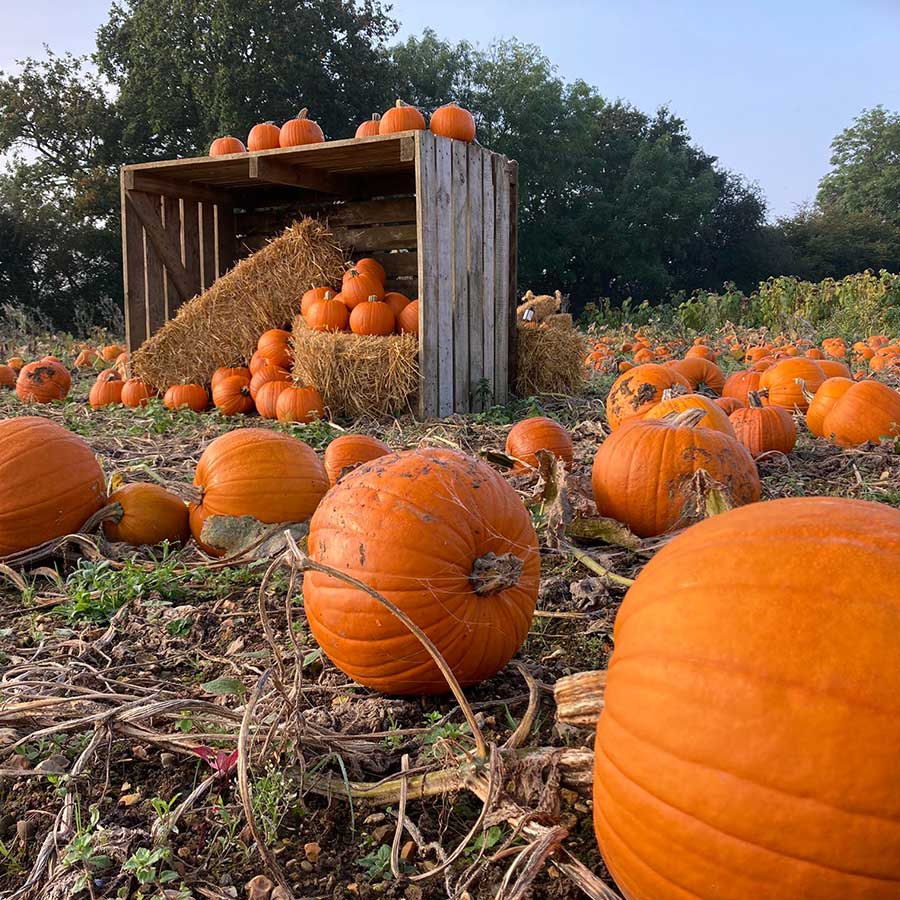Pumpkin festival 2