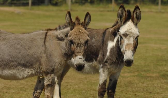 Donkeys