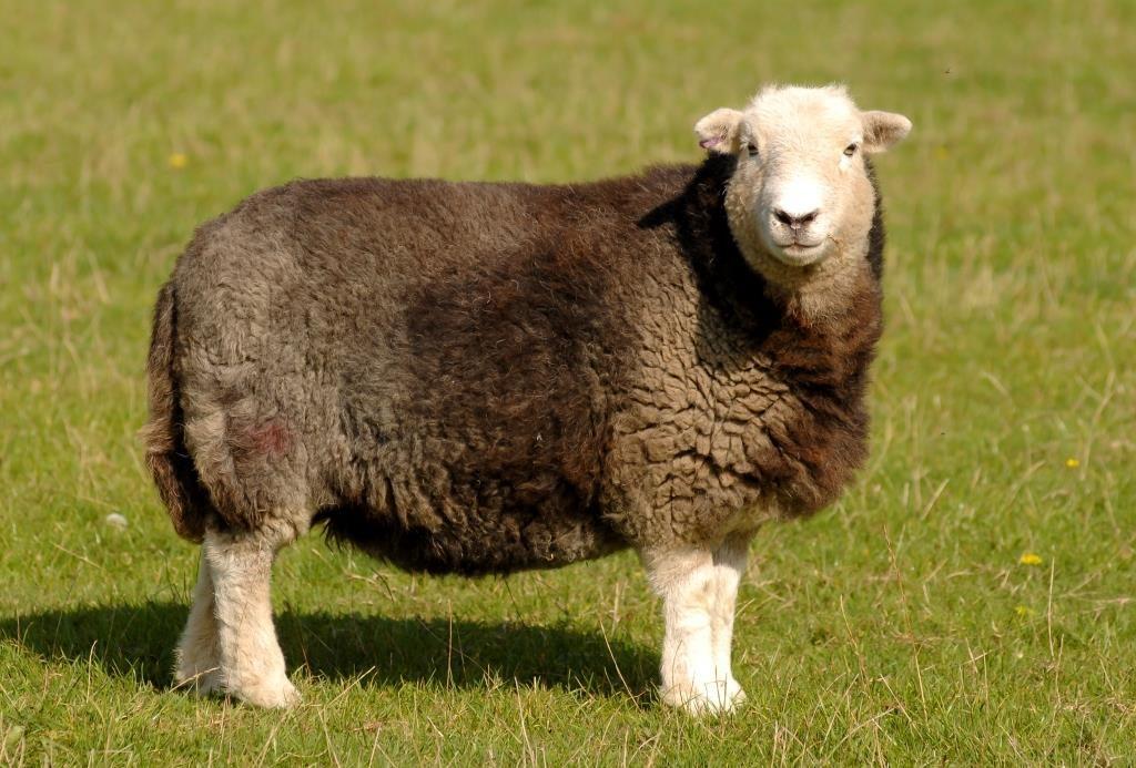 Herdwick Sheep