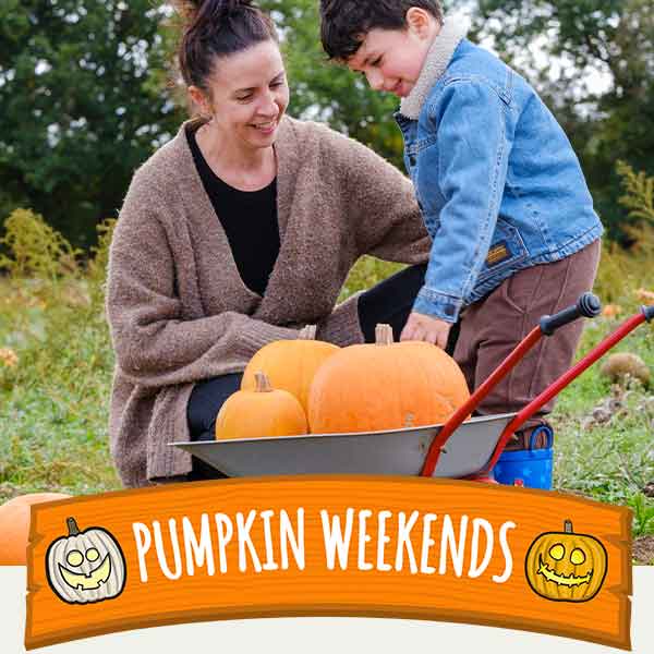 Pumpkin picking weekends
