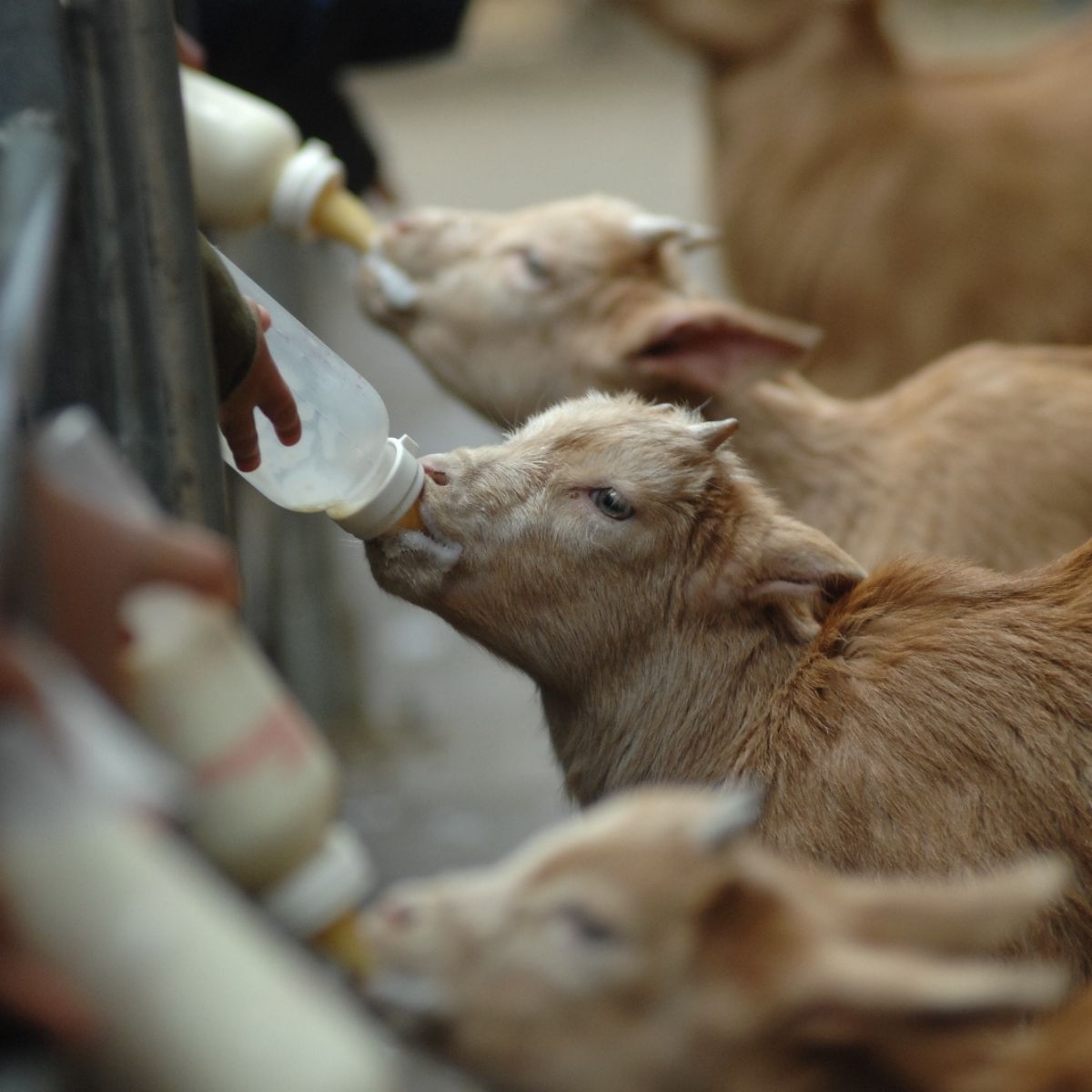 Kid Goat Bottle Feeding 